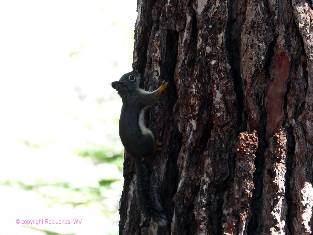 sequoia-2019-day6-6  Douglas Tree Squirrel w.jpg (245322 bytes)